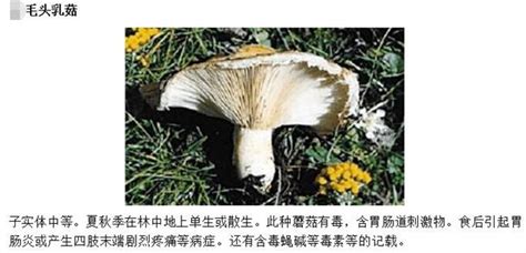 什么蘑菇有毒?