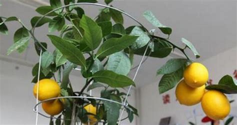 柠檬树怎么人工授粉 盆栽的柠檬树需要授粉吗