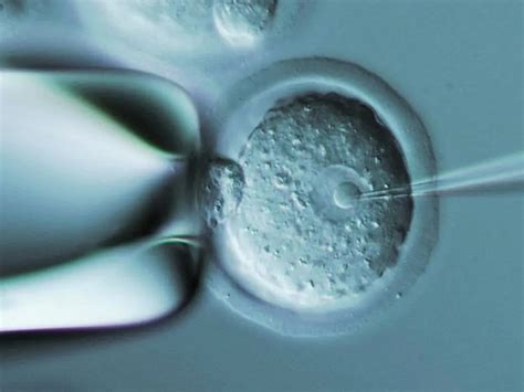 冻胚移植成功率是多少?