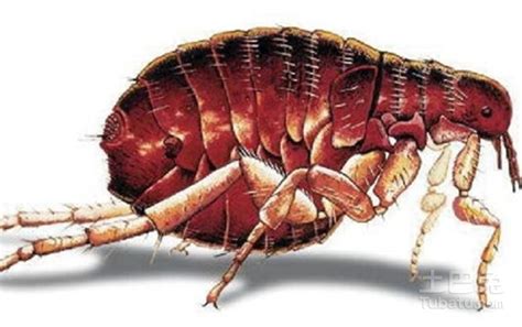 预防跳蚤和蜱虫,怎么避免跳蚤带回家