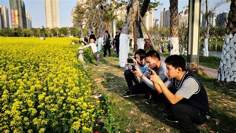 百美海棠为什么开花少