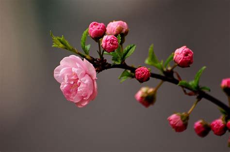 榆叶梅什么时候开花 榆叶梅花期和花语