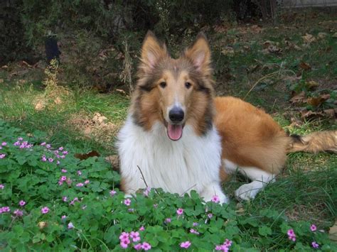 什么是伊斯特里恩牧羊犬,宠物伊斯特里恩牧羊犬的习性特征与喂养等介绍
