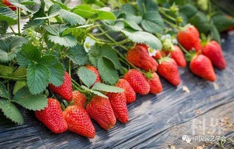 每100克草莓里面有多少钾?