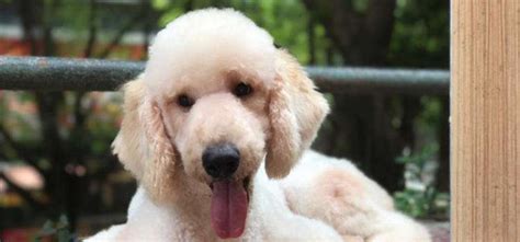 什么会导致奶水不足