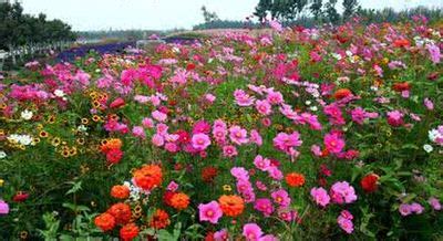 野花组合从播种到开花一般多长时间