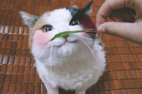 猫草可不是猫薄荷,猫咪的猫草怎么吃