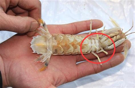 皮皮虾剥壳方法视频