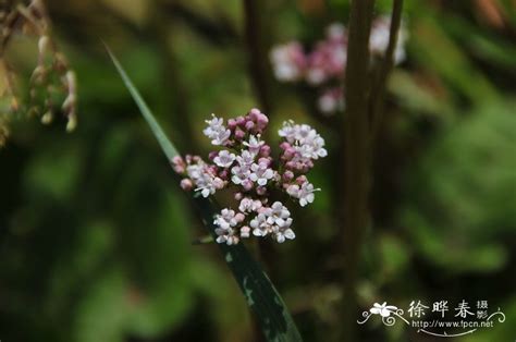 请教!这是什么植物?谢谢