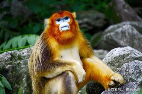 上海金丝猴食品有限公司属于上海哪个区管