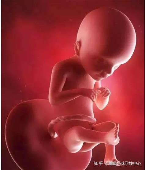 25周胎儿心脏三尖瓣少量反流
