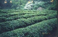 助推茶产业蓬勃发展,桂平西山茶是什么品牌