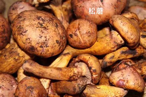 松茸松菇的功效与作用 松蘑的功效与作用