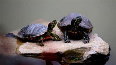 乌龟不吃食能活多久