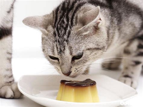 猫肠胃炎和猫瘟的区别,猫猫肠胃炎看病多少钱