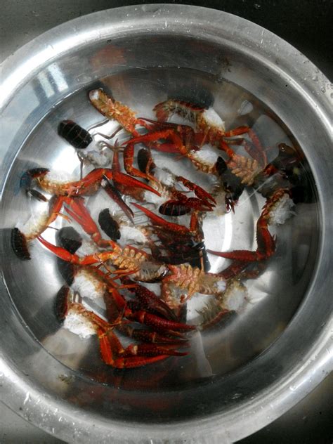 龙虾怎么烧给小孩吃,怎么给孩子吃虾