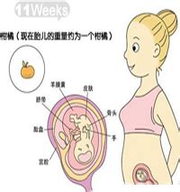 怀孕三个月宝宝的位置示意图