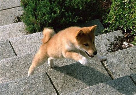训练狗狗爬楼梯的技巧,怎么训练狗狗下楼梯