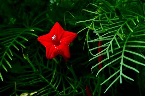 有一种花看起来很像五角星，而且还是红色的，开的时候是很多一起开，像个花丛，谁知道那是什么花？