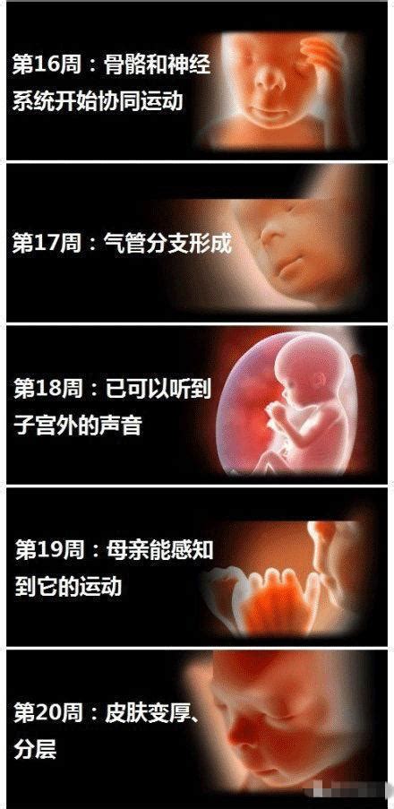胎儿第5周发育情况