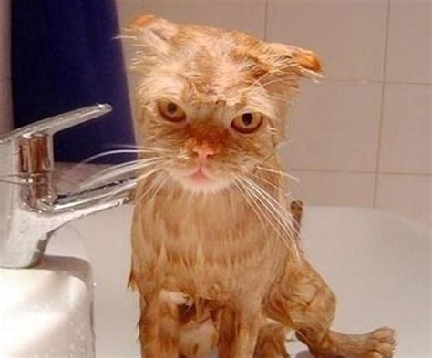 幼猫猫癣可以药浴吗,猫得猫癣怎么做药浴
