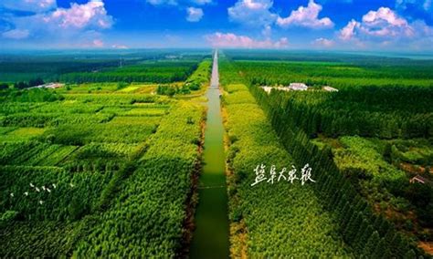 江苏东台：从盐碱荒滩到林海绿洲