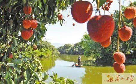 莆田的市花是什么?要快!!