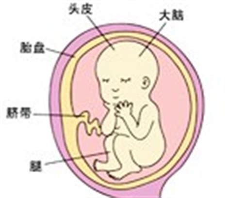 怀孕50天胎儿的发育