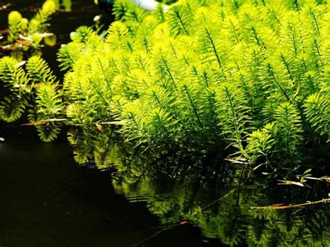 金鱼藻是藻类植物么？