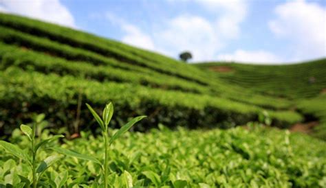 日本茶道用的什么茶,宋代点茶与日本茶道的区别