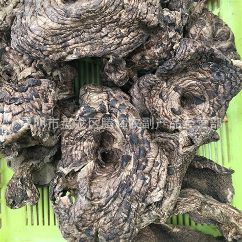 黑虎掌菌……多种珍稀食用菌 松茸和黑虎掌的作用