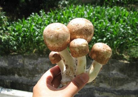 炒松茸蘑菇的做法 松茸蘑菇有几种