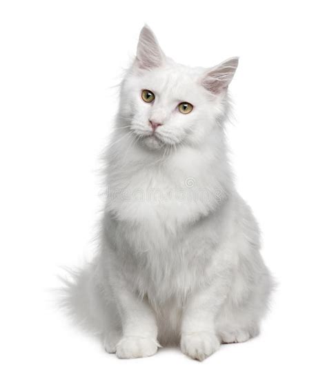 土耳其安哥拉猫,白色安哥拉猫多少钱一只