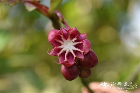 急求:请问杭州哪有大花五桠果这种植物