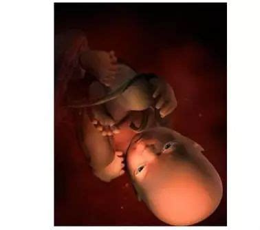 孕期1-40周胎儿图片