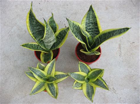 什么植物可以除甲醛净化空气,室内养除甲醛植物有哪些