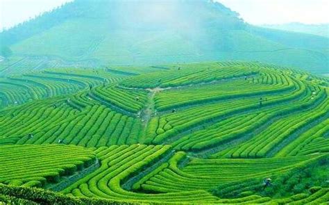 茶叶的生产地区有哪些,哪个省的茶叶地位最高