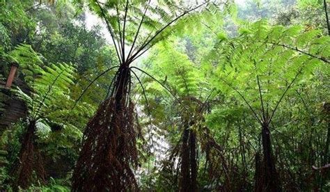 “植物之王”指的是哪种植物？为什么如此称呼？