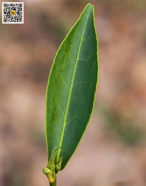 滴水香是什么茶,群体香是什么茶