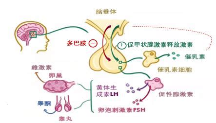 一味中药降泌乳素