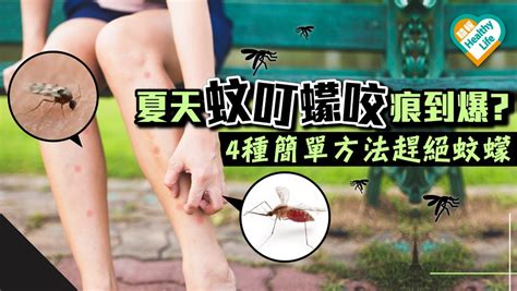 夏天防蚊虫用什么妙招