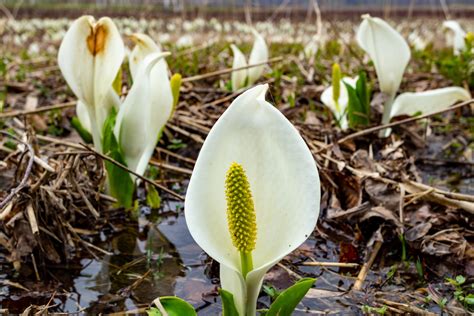 芭蕉能或多少年