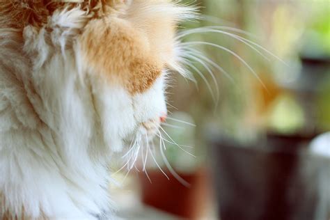猫咪为什么会口臭,为什么小猫身上臭臭的