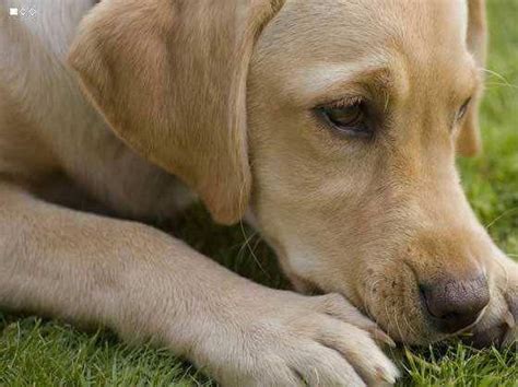 猫猫狗狗呕吐可能也与饮食相关,狗狗也没吃什么为什么会吐
