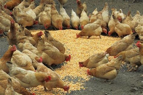 农村养鸡利润怎么样,加盟养鸡利润怎么样