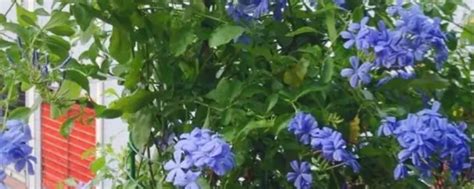 盆栽蓝雪花用什么基质?