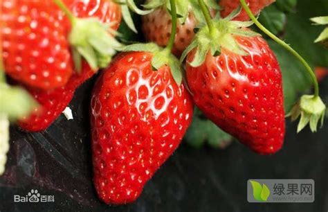 白草莓和红草莓的区别