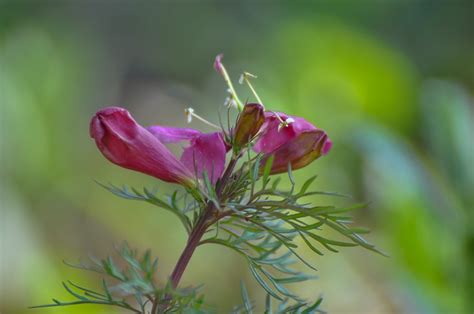 蕨菜有哪些别称?