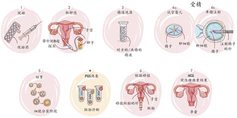 黑豆是促排卵还是提高卵子质量