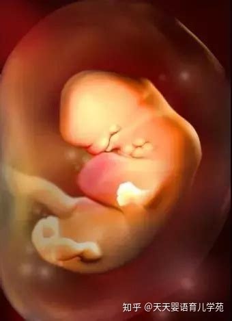 怀孕6周的胎儿有多大